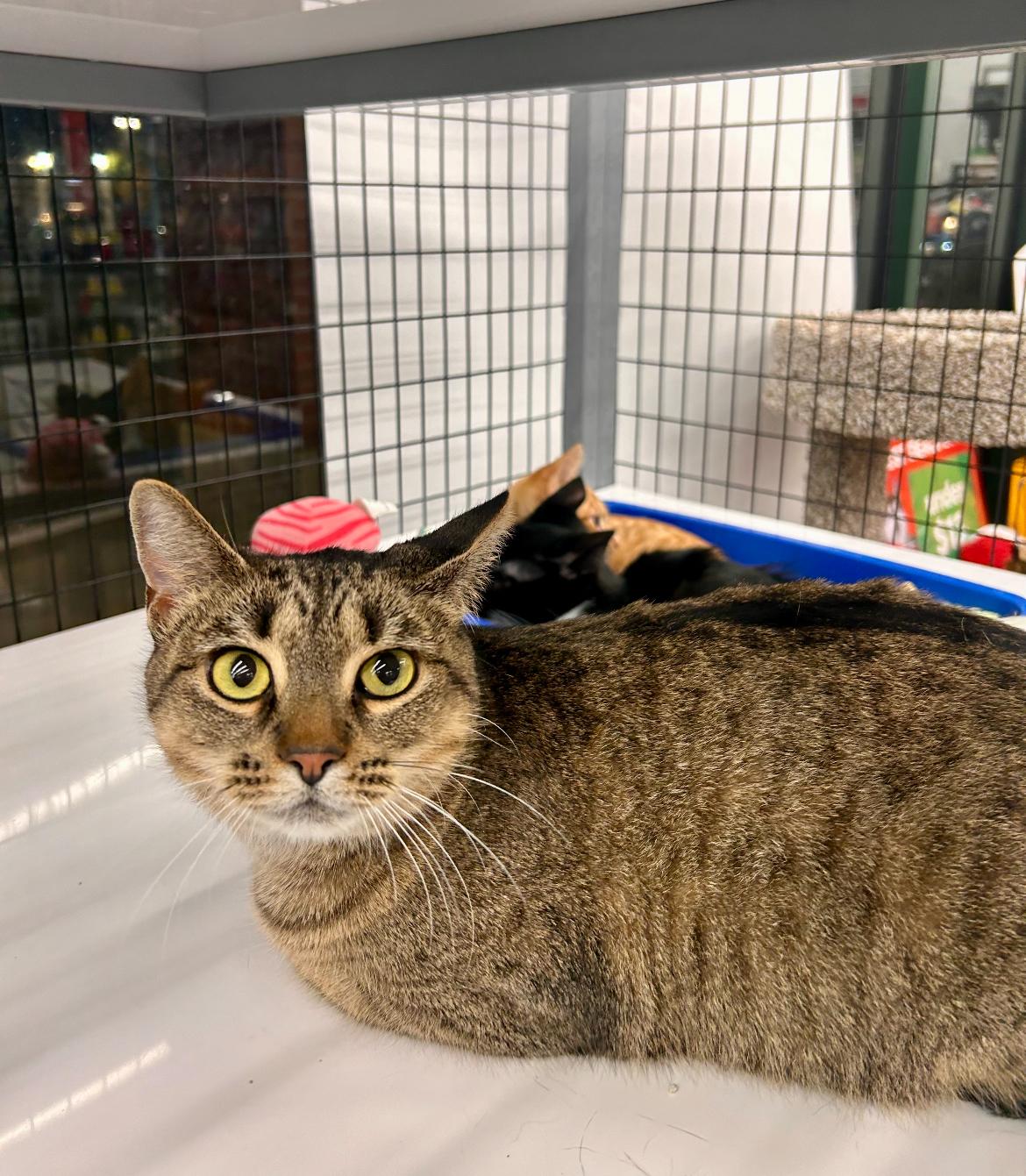 Enlarge Penelope, a Adoptable Domestic Short Hair in Nashville, TN image 2/3