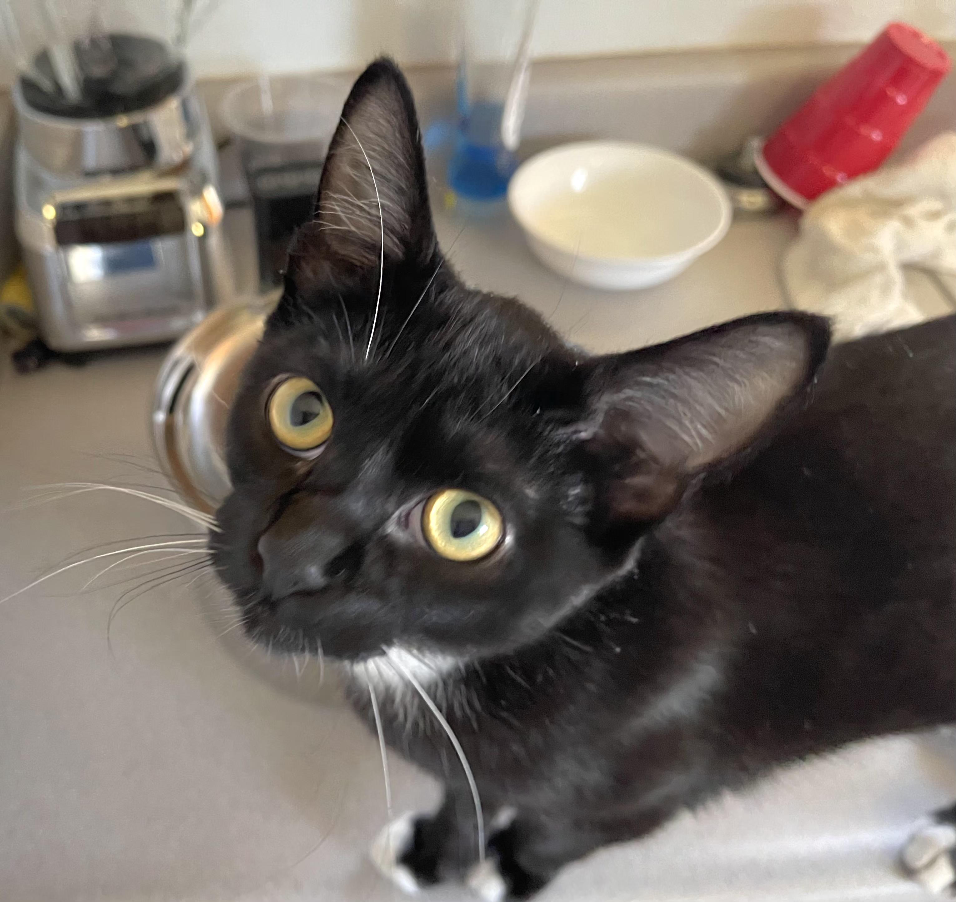 Enlarge Tip, a Adoptable Tuxedo in Springfield, OR image 2/6