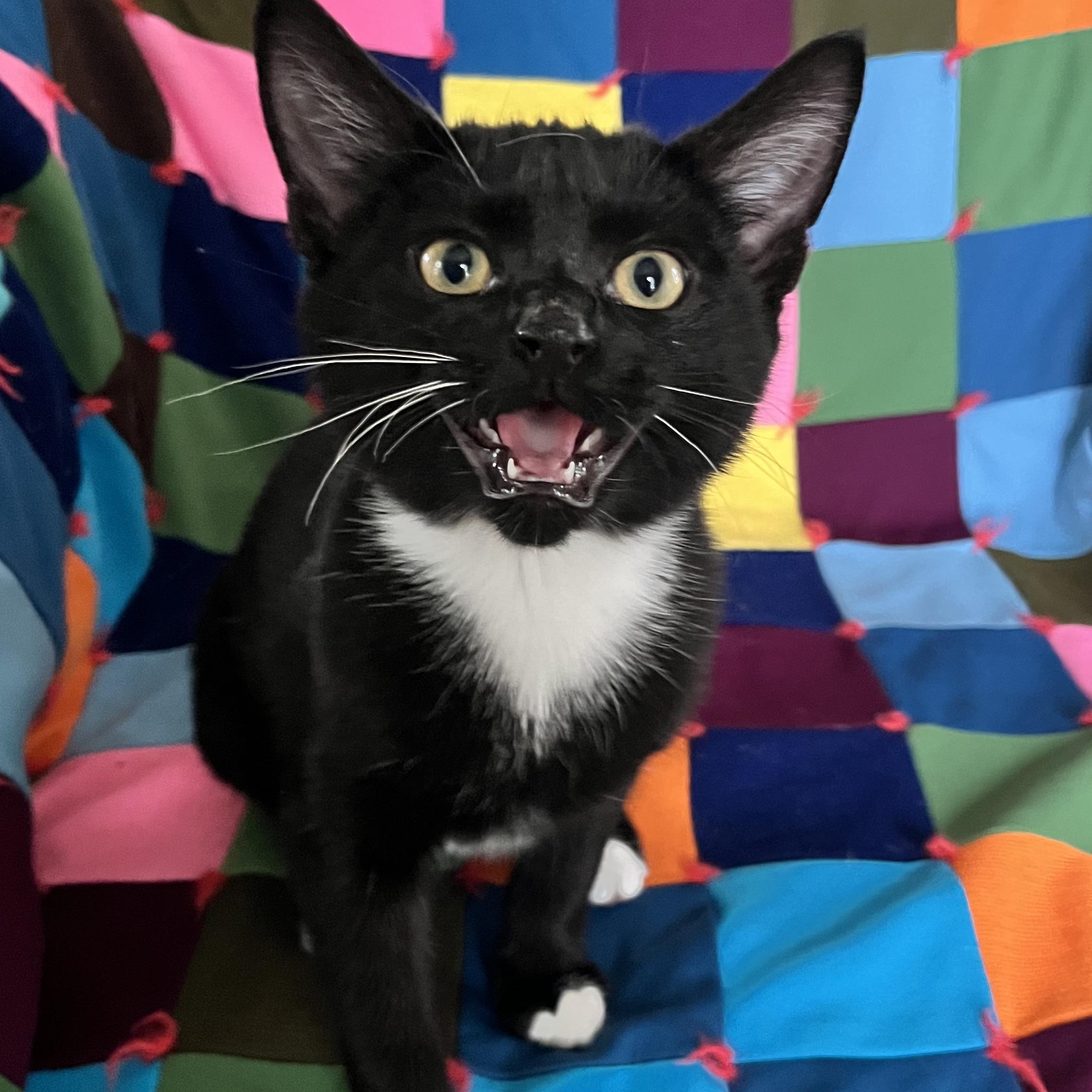 Enlarge Tip, a Adoptable Tuxedo in Springfield, OR image 2/5