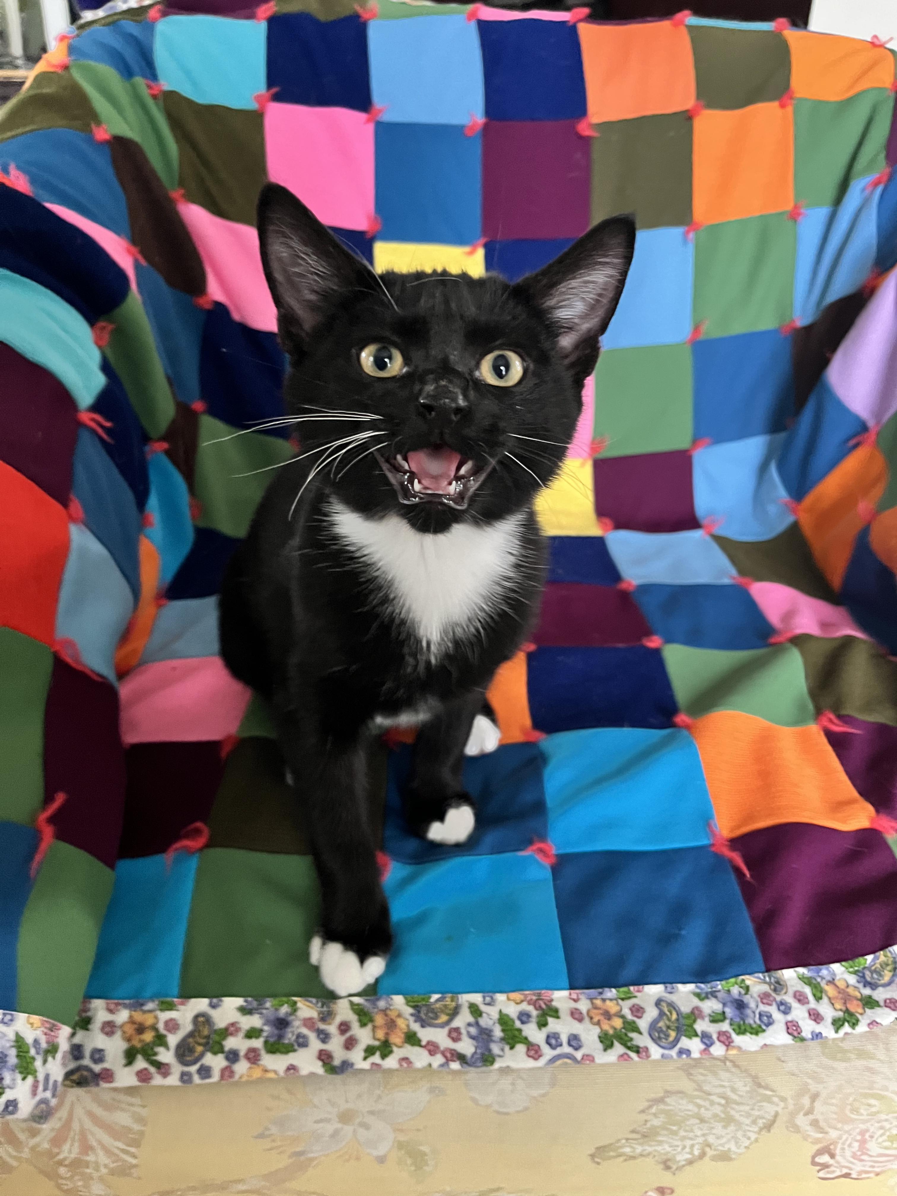 Tip, a Adoptable Tuxedo in Springfield, OR image 1/5