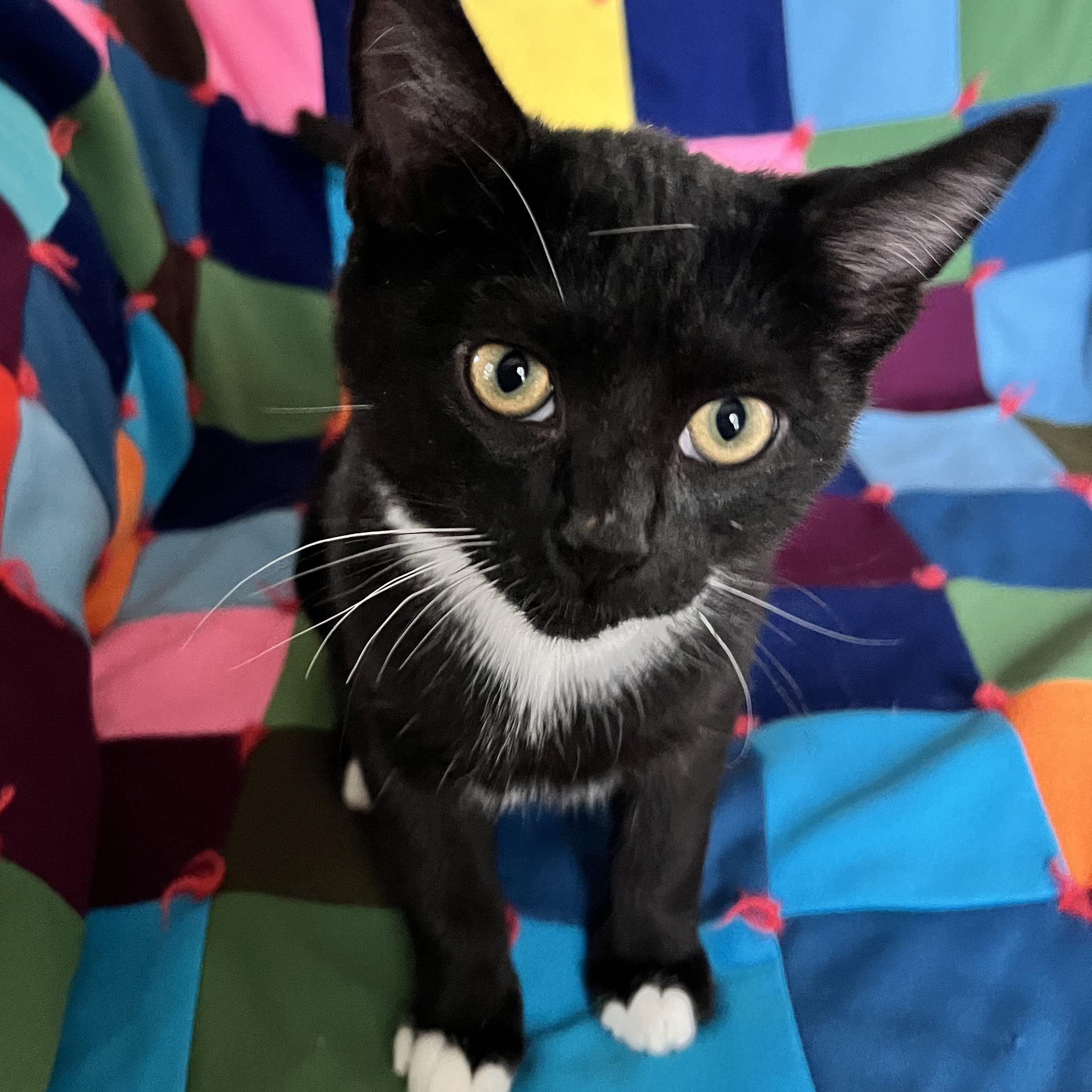Tip, Adoptable, Kitten Male Tuxedo.