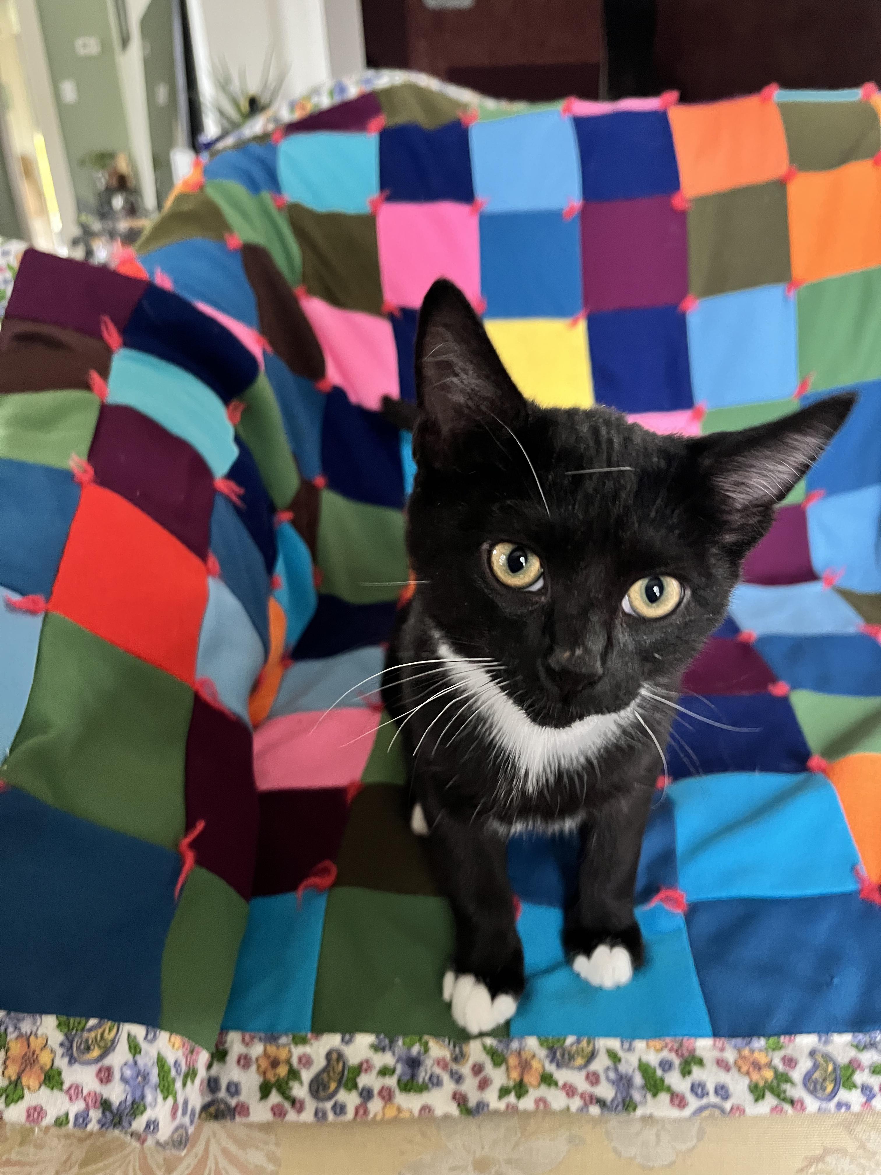 Tip, a Adoptable Tuxedo in Springfield, OR image 2/5