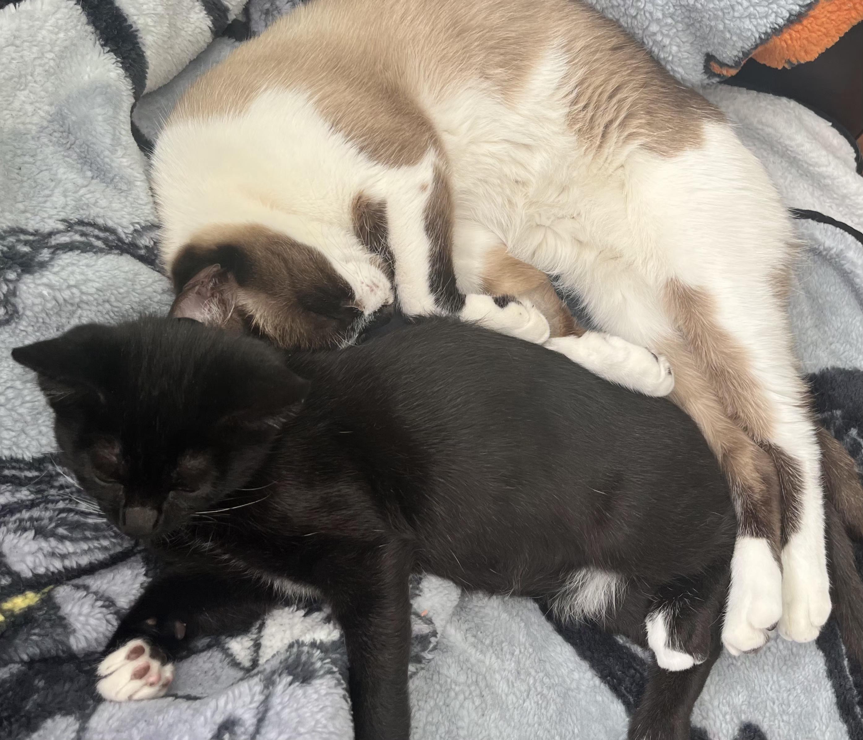 Tip, a Adoptable Tuxedo in Springfield, OR image 3/5