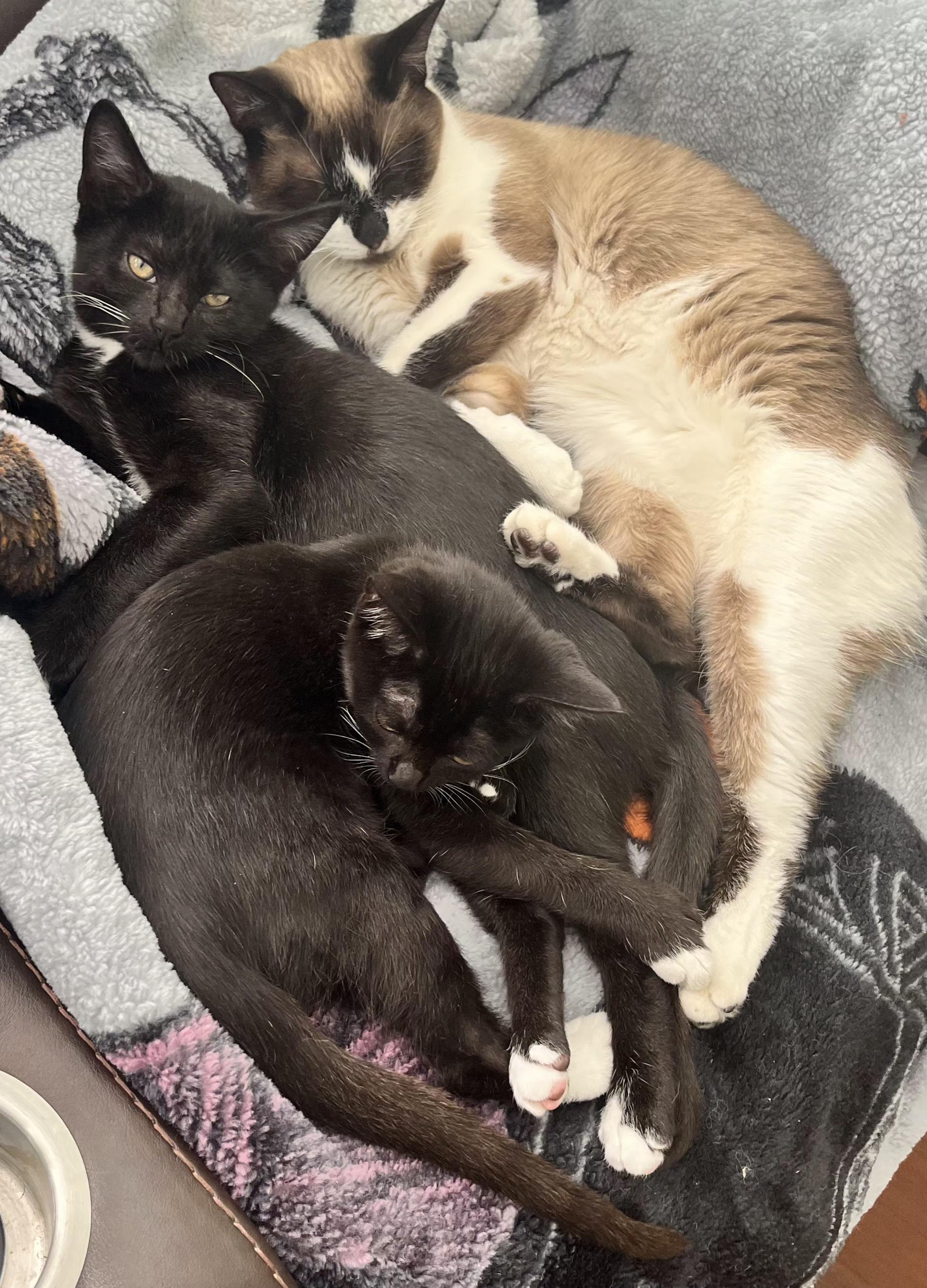 Tip, a Adoptable Tuxedo in Springfield, OR image 4/5