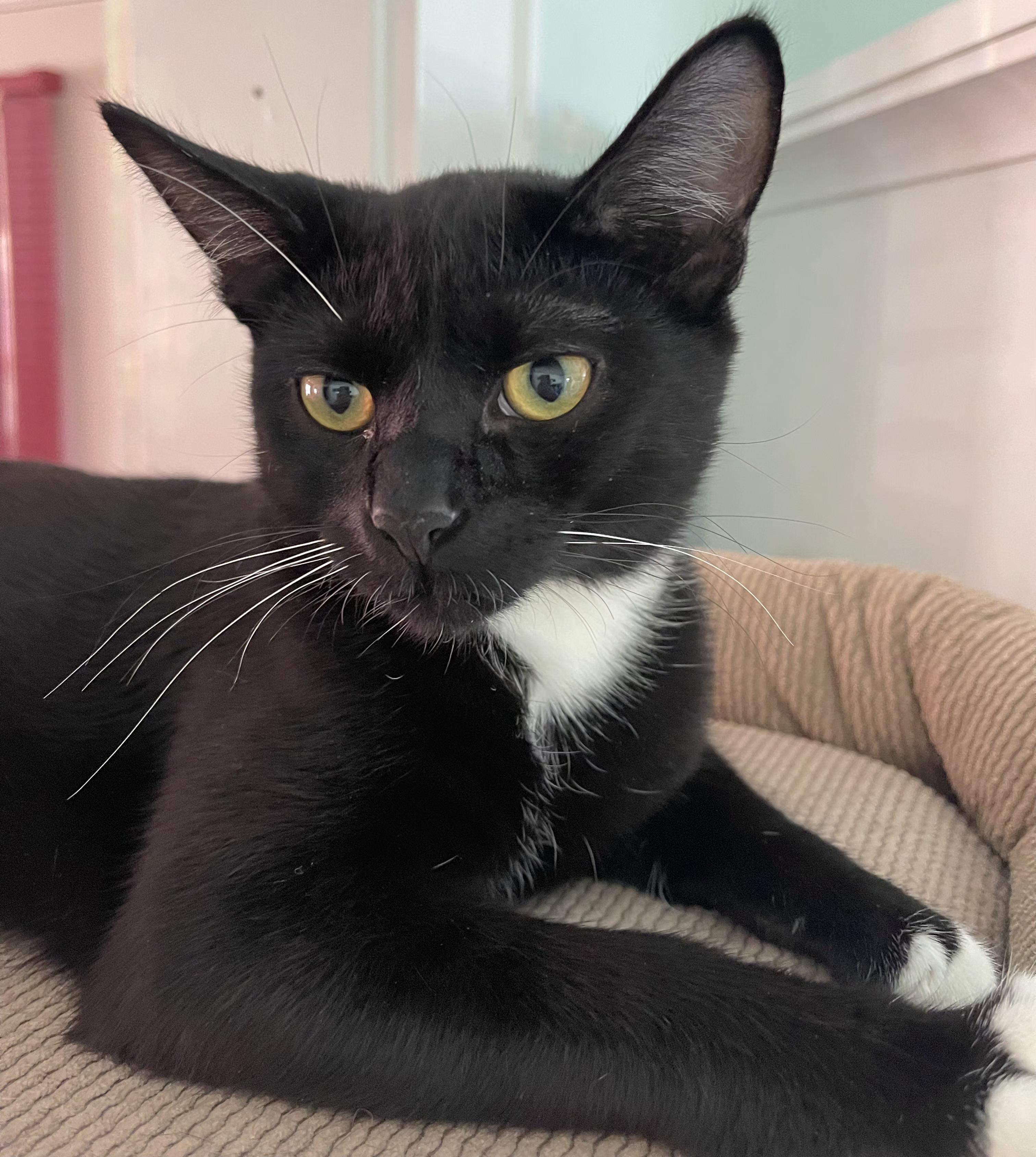 Tip, Adoptable, Kitten Male Tuxedo.