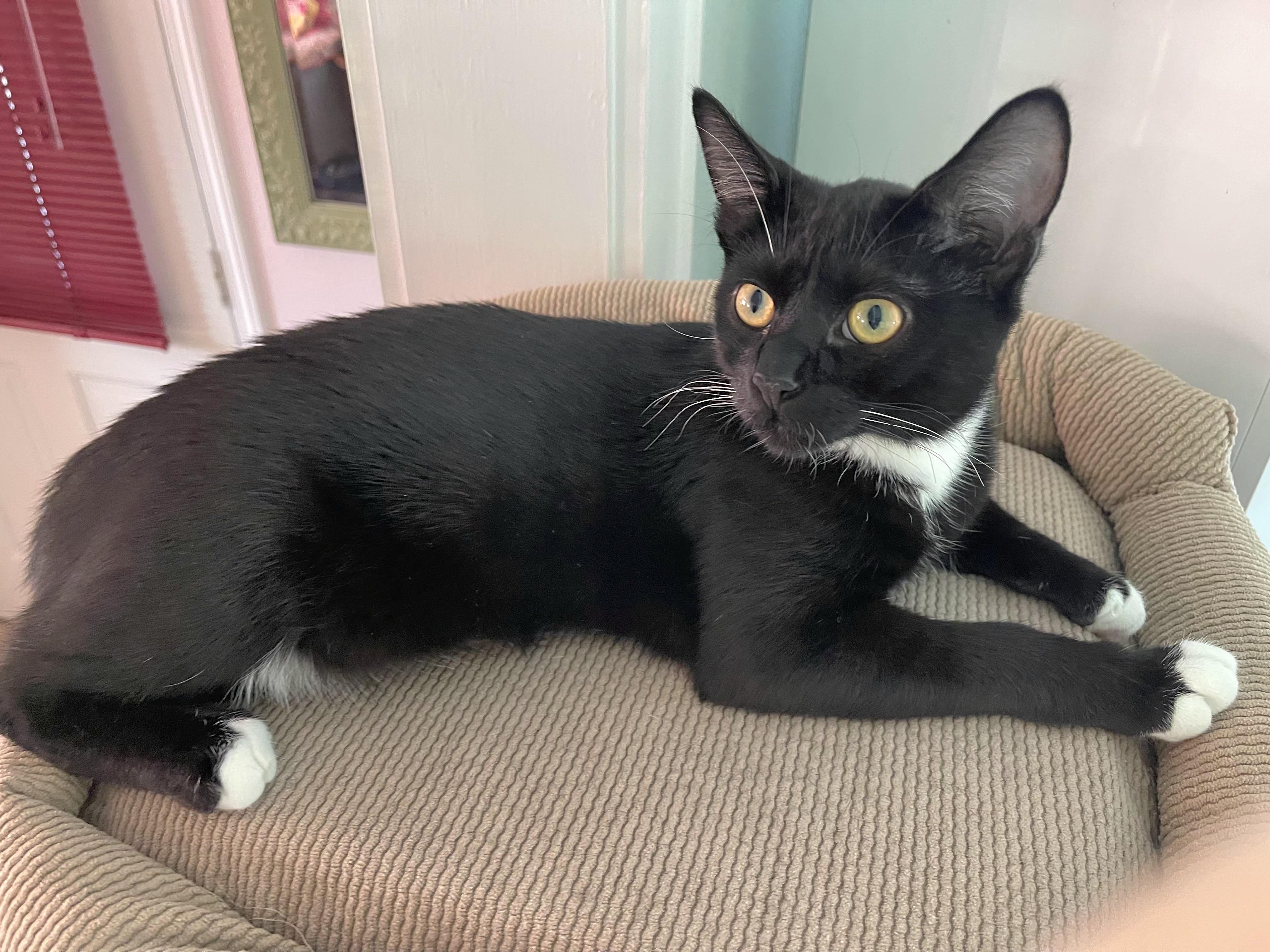 Enlarge Tip, a Adoptable Tuxedo in Springfield, OR image 4/6