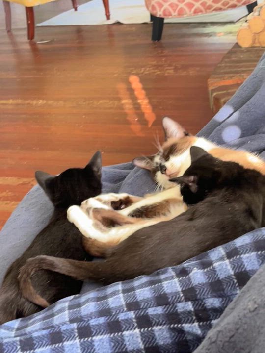 Enlarge Tip, a Adoptable Tuxedo in Springfield, OR video 5/5