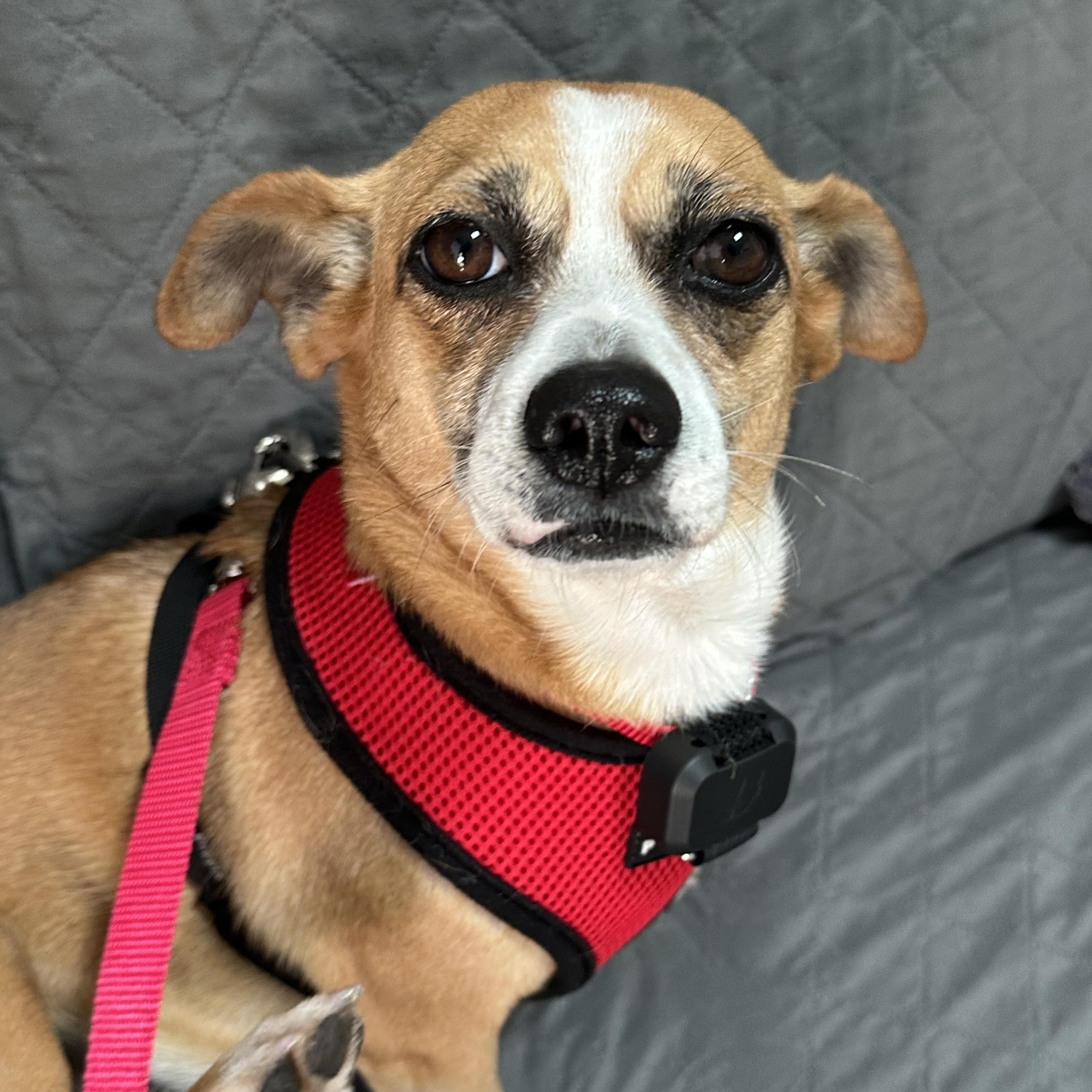 Luna, adopted, Young Female Chihuahua.
