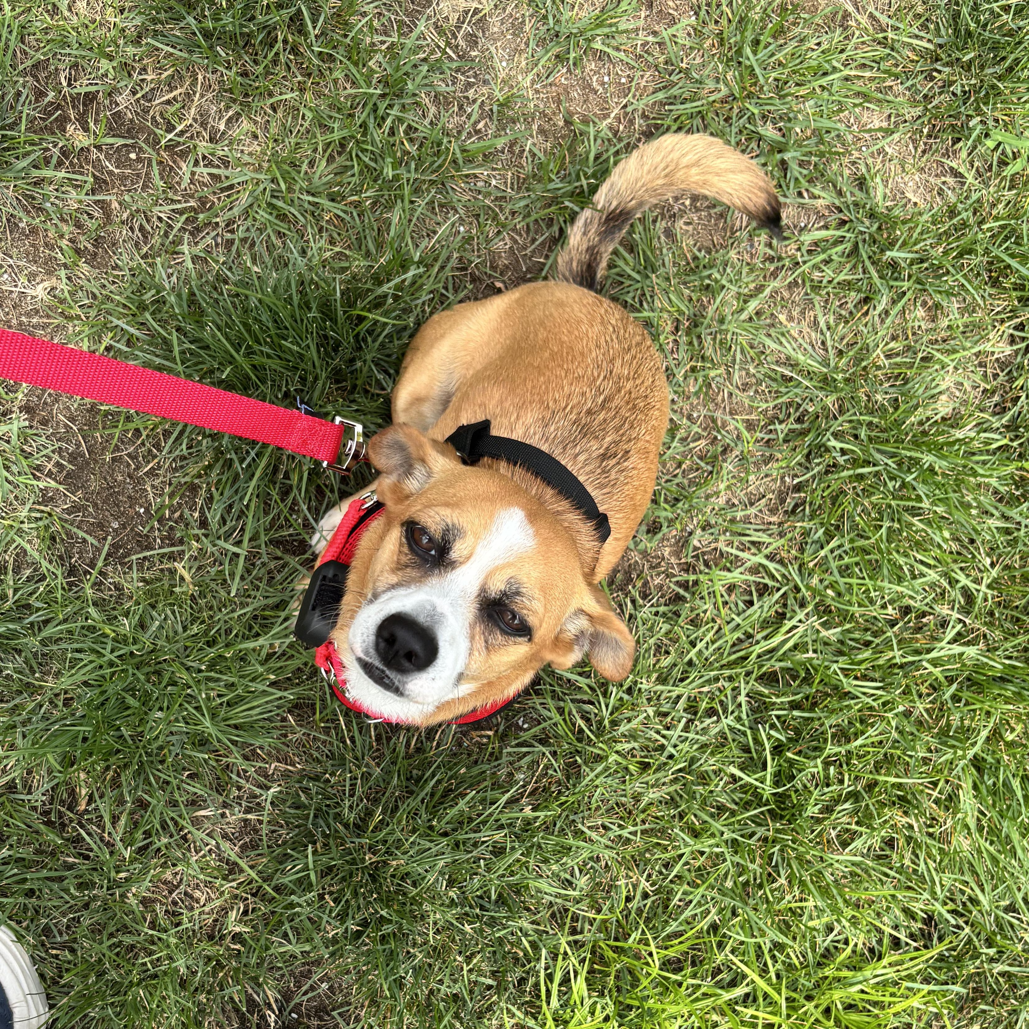 Enlarge Luna, an adopted mixed breed in Belmar, NJ image 6/6