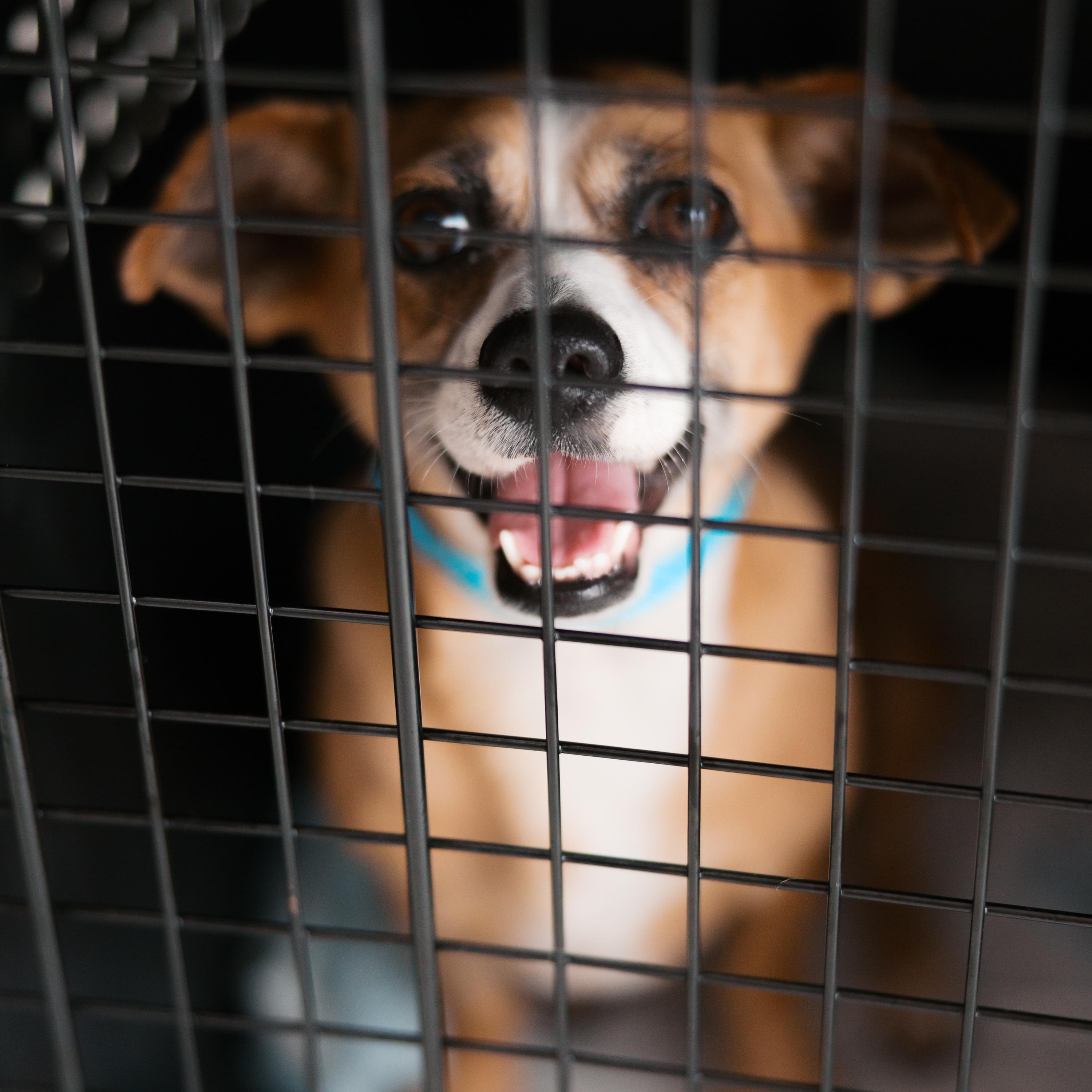 Enlarge Luna, an adopted mixed breed in Belmar, NJ image 2/6