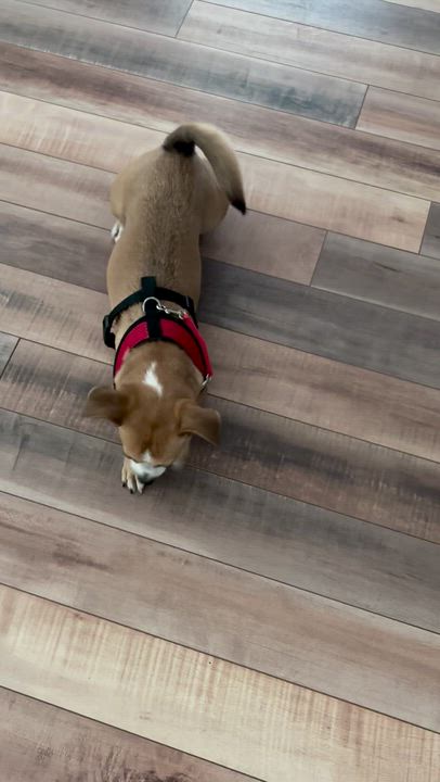 Enlarge Luna, an adopted mixed breed in Belmar, NJ video 5/6