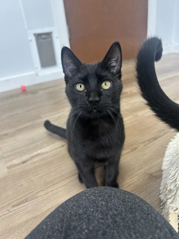 Enlarge zing, a Adoptable Domestic Medium Hair in Salmon, ID image 1/2