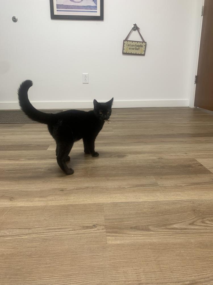 Enlarge zing, a Adoptable Domestic Medium Hair in Salmon, ID image 2/2