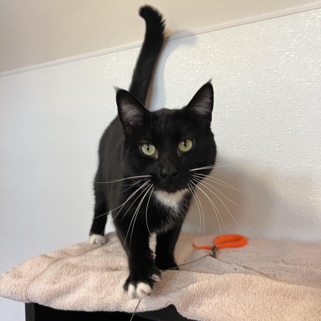 Sharkie, Adoptable, Adult Male Domestic Medium Hair.