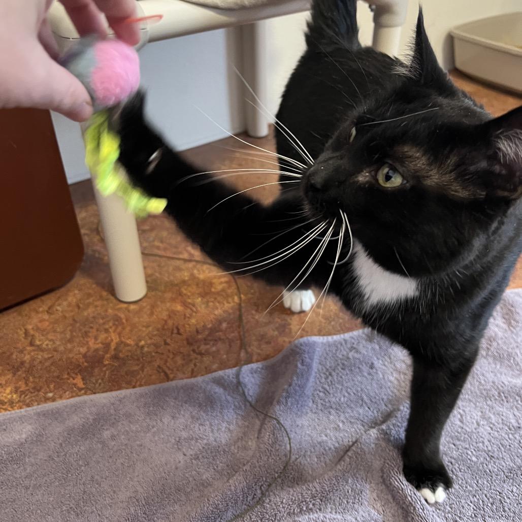 Sharkie, a Adoptable Domestic Medium Hair in Glenwood Springs, CO image 1/6