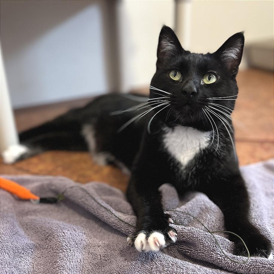 Enlarge Sharkie, a Adoptable Domestic Medium Hair in Glenwood Springs, CO image 2/6