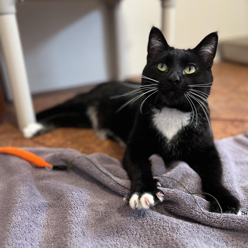 Sharkie, a Adoptable Domestic Medium Hair in Glenwood Springs, CO image 2/6
