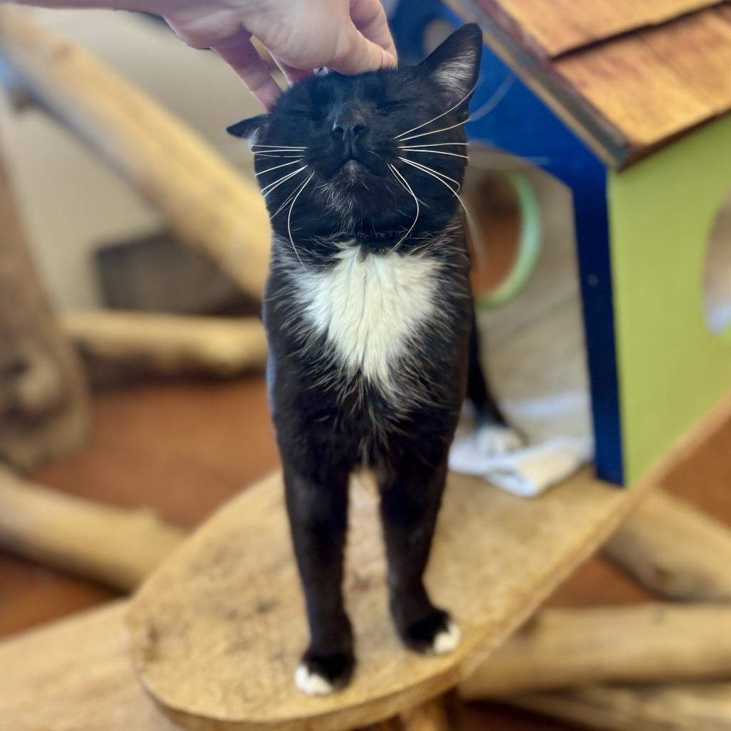 Sharkie, a Adoptable Domestic Medium Hair in Glenwood Springs, CO image 3/6