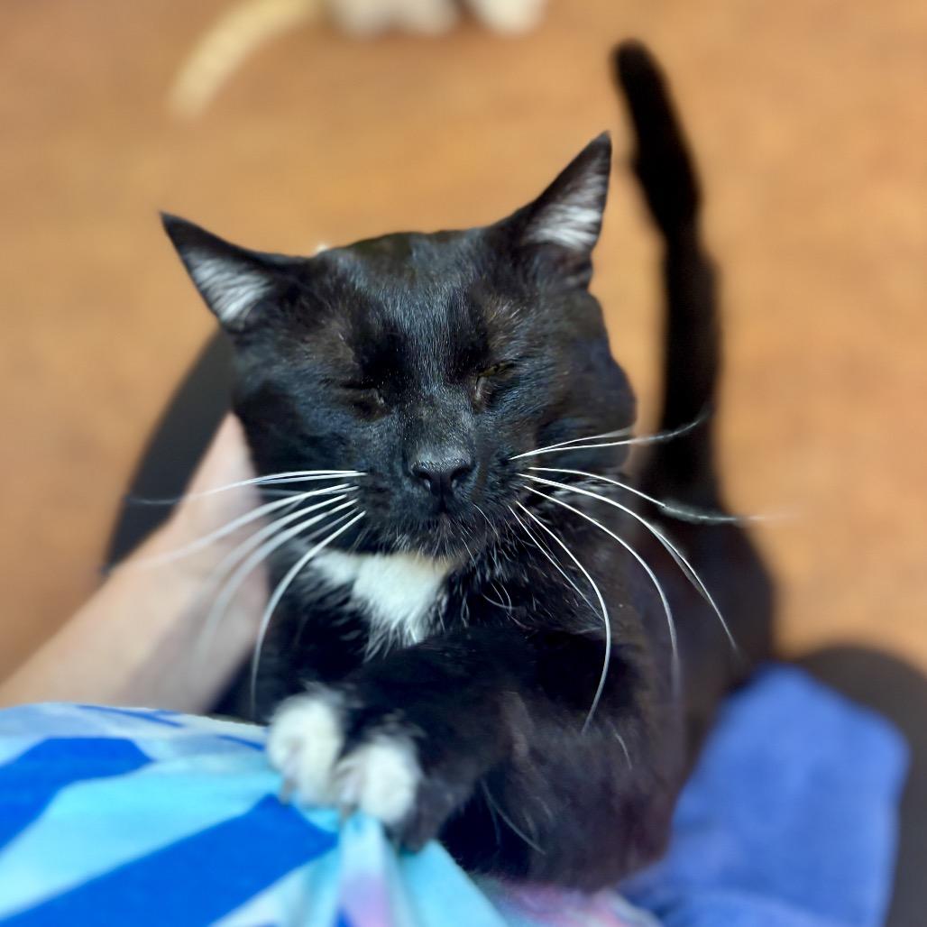 Sharkie, a Adoptable Domestic Medium Hair in Glenwood Springs, CO image 4/6