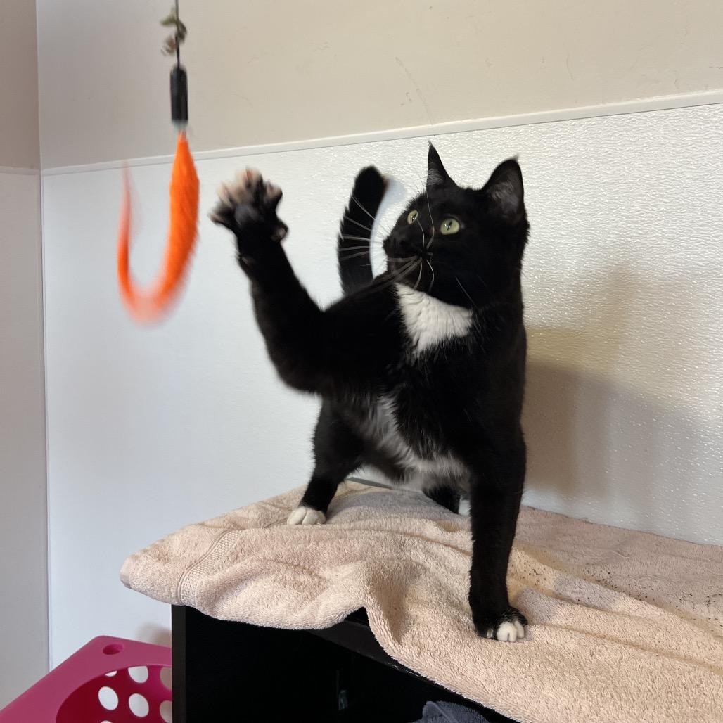 Sharkie, a Adoptable Domestic Medium Hair in Glenwood Springs, CO image 5/6