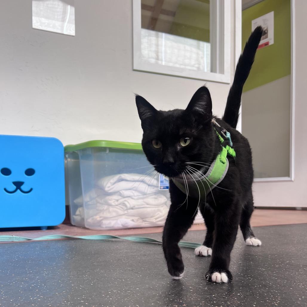 Sharkie, a Adoptable Domestic Medium Hair in Glenwood Springs, CO image 6/6