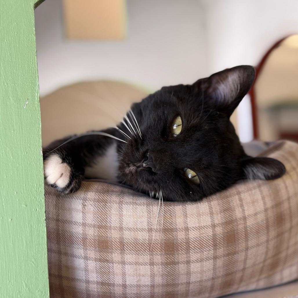 Enlarge Sharkie, a Adoptable Domestic Medium Hair in Glenwood Springs, CO image 3/6
