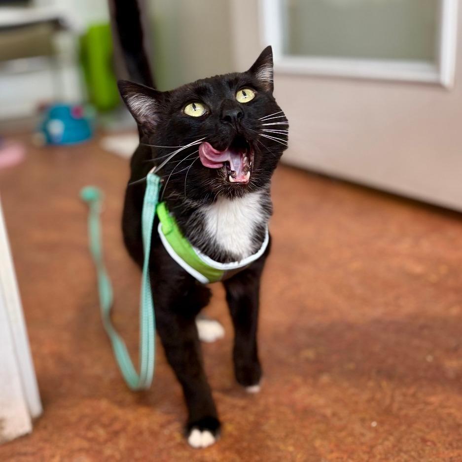Enlarge Sharkie, a Adoptable Domestic Medium Hair in Glenwood Springs, CO image 4/6