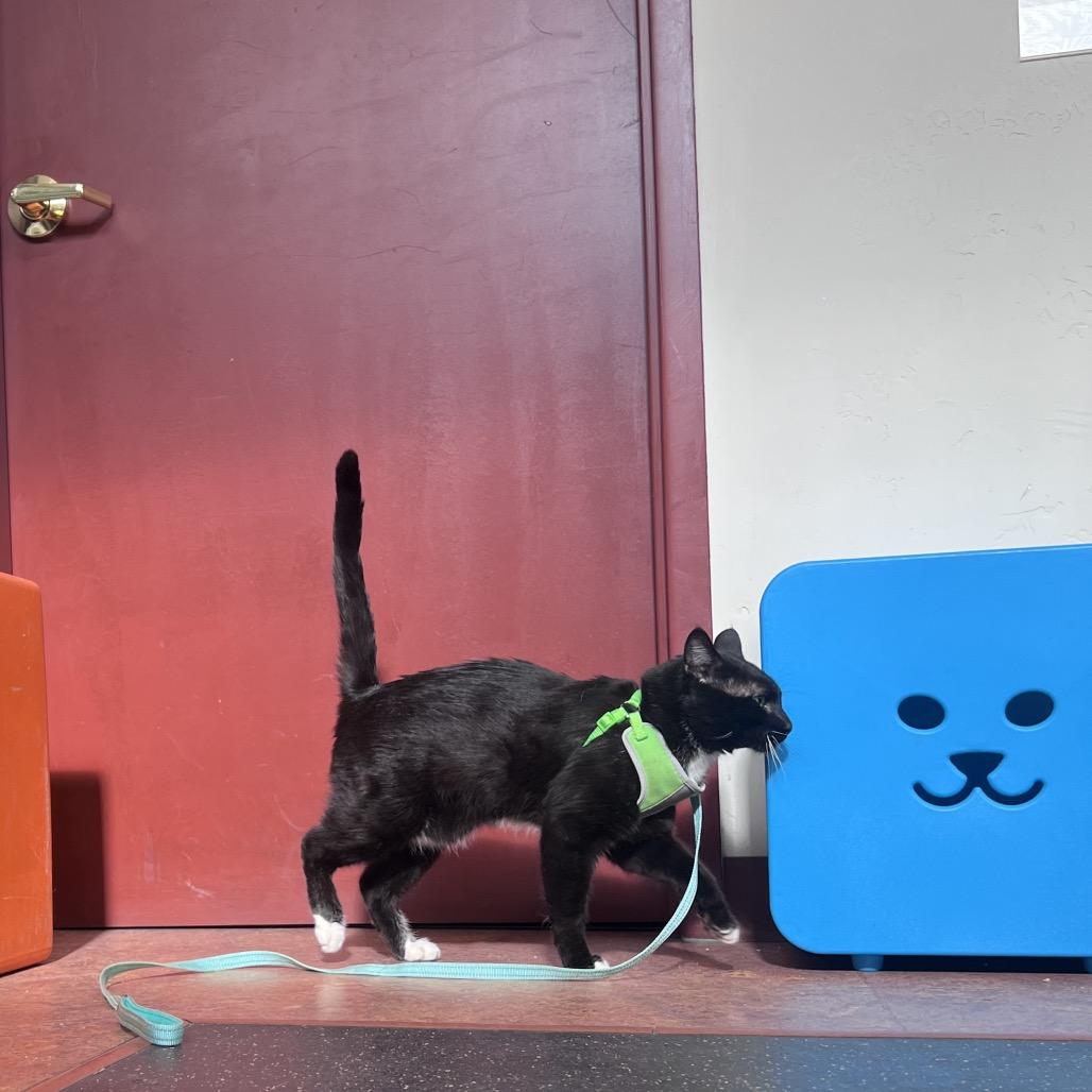 Enlarge Sharkie, a Adoptable Domestic Medium Hair in Glenwood Springs, CO image 5/6