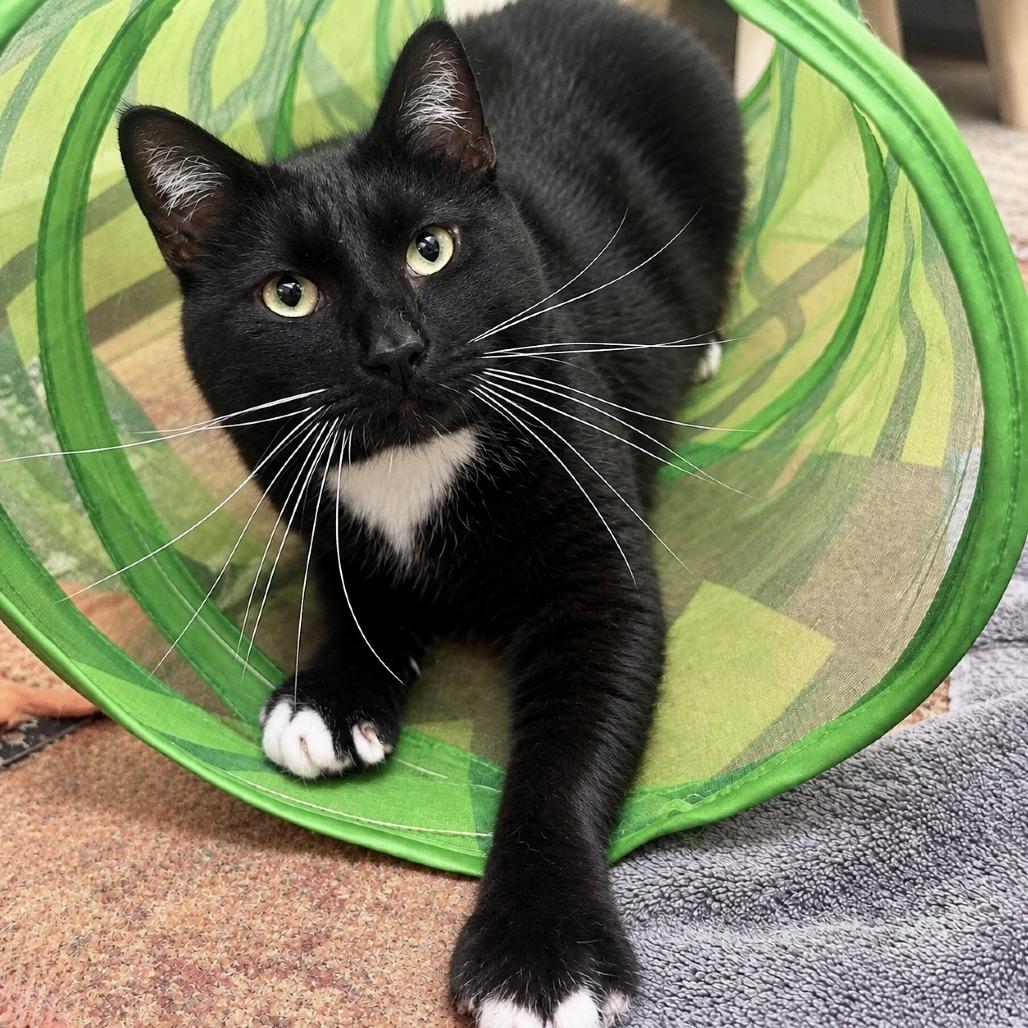 Enlarge Sharkie, a Adoptable Domestic Medium Hair in Glenwood Springs, CO image 6/6