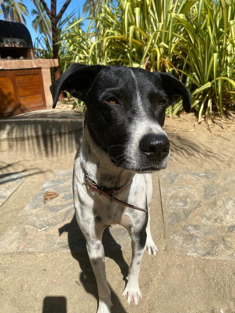Indy (CP), Adoptable, Young Male Mixed Breed.