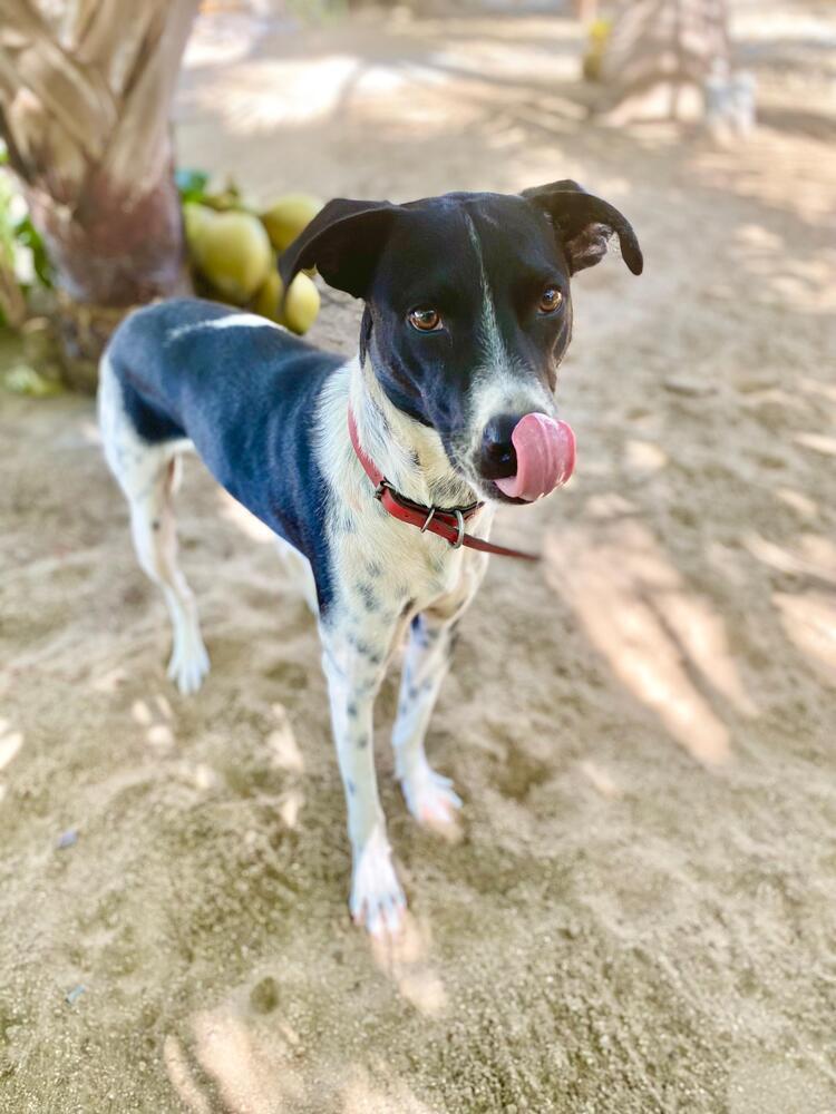 Enlarge Indy (CP), a Adoptable mixed breed in San Diego, CA image 2/6