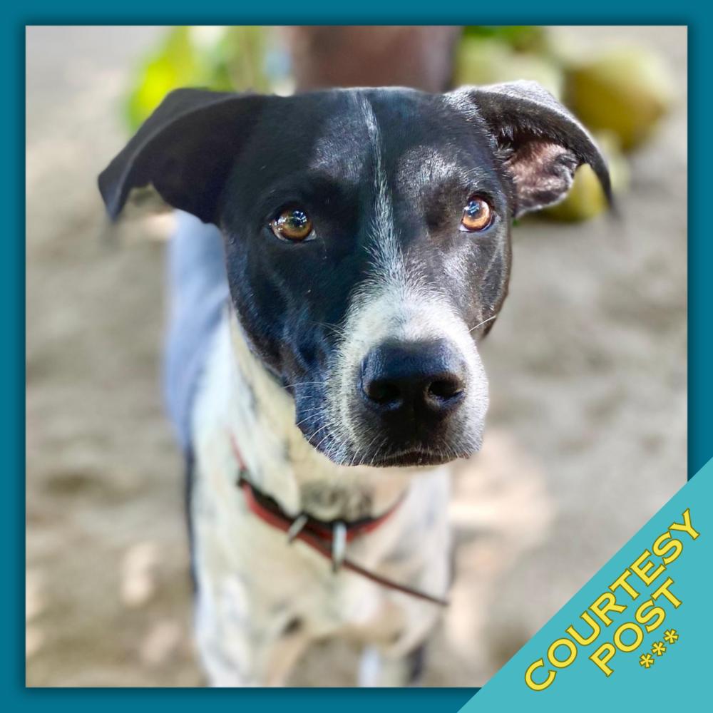 Enlarge Indy (CP), a Adoptable mixed breed in San Diego, CA image 3/6