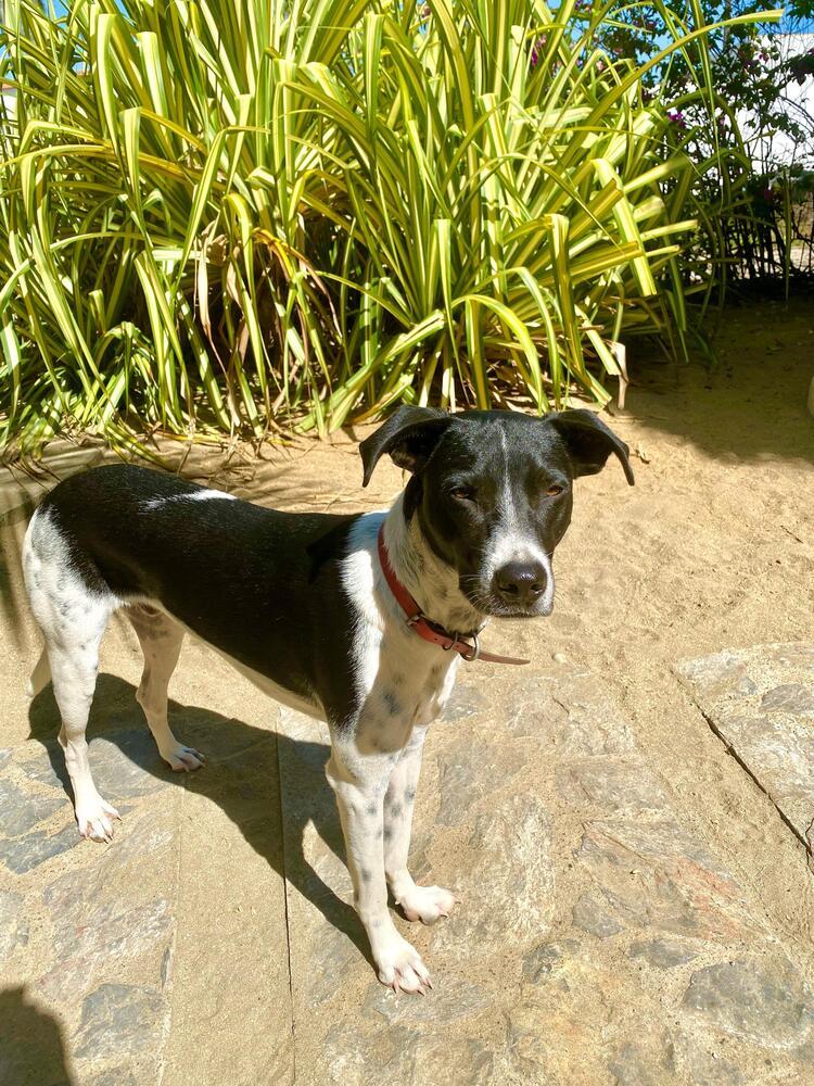 Enlarge Indy (CP), a Adoptable mixed breed in San Diego, CA image 4/6