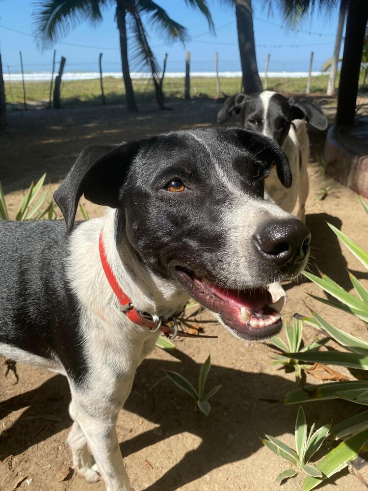 Enlarge Indy (CP), a Adoptable mixed breed in San Diego, CA image 5/6