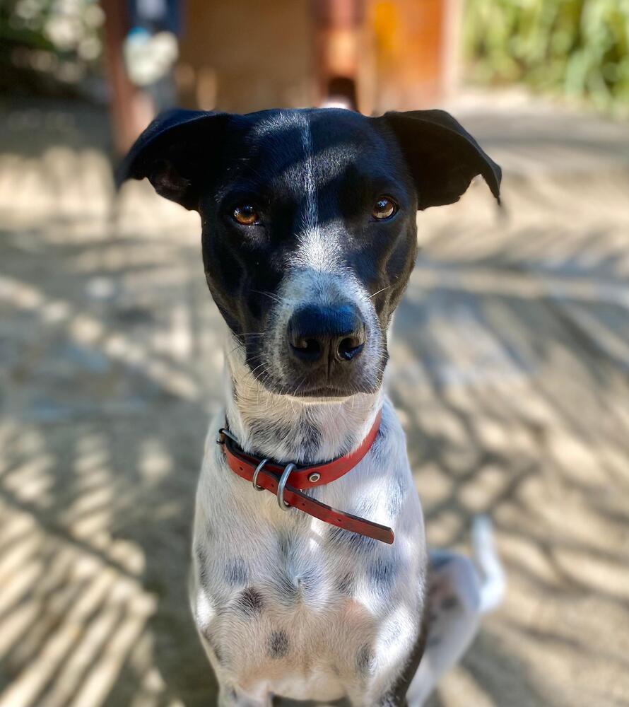 Enlarge Indy (CP), a Adoptable mixed breed in San Diego, CA image 6/6