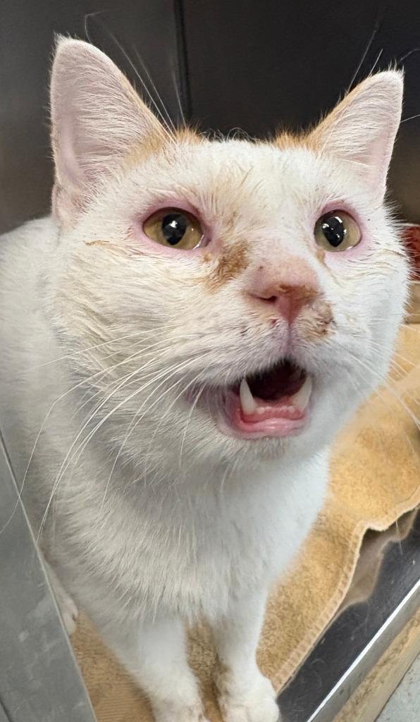 Nate, Adoptable, Adult Male Domestic Short Hair.