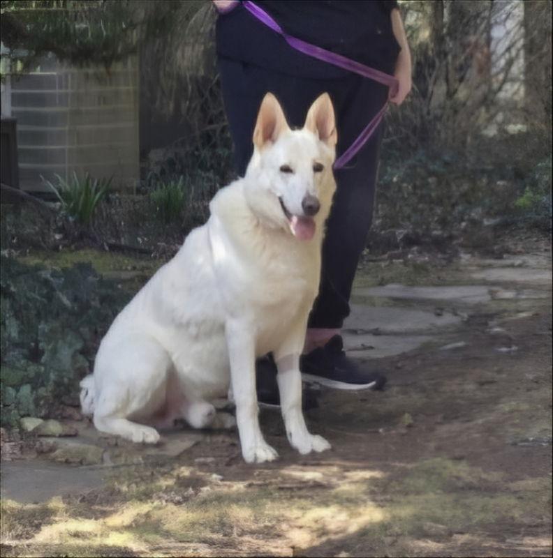 Pablo ("Paulie" "Straussie"), a Adopted White German Shepherd in Winston Salem, NC image 1/3