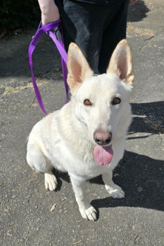 Pablo ("Paulie" "Straussie"), a Adopted White German Shepherd in Winston Salem, NC image 2/3