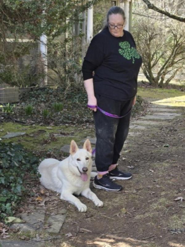 Pablo ("Paulie" "Straussie"), a Adopted White German Shepherd in Winston Salem, NC image 3/3