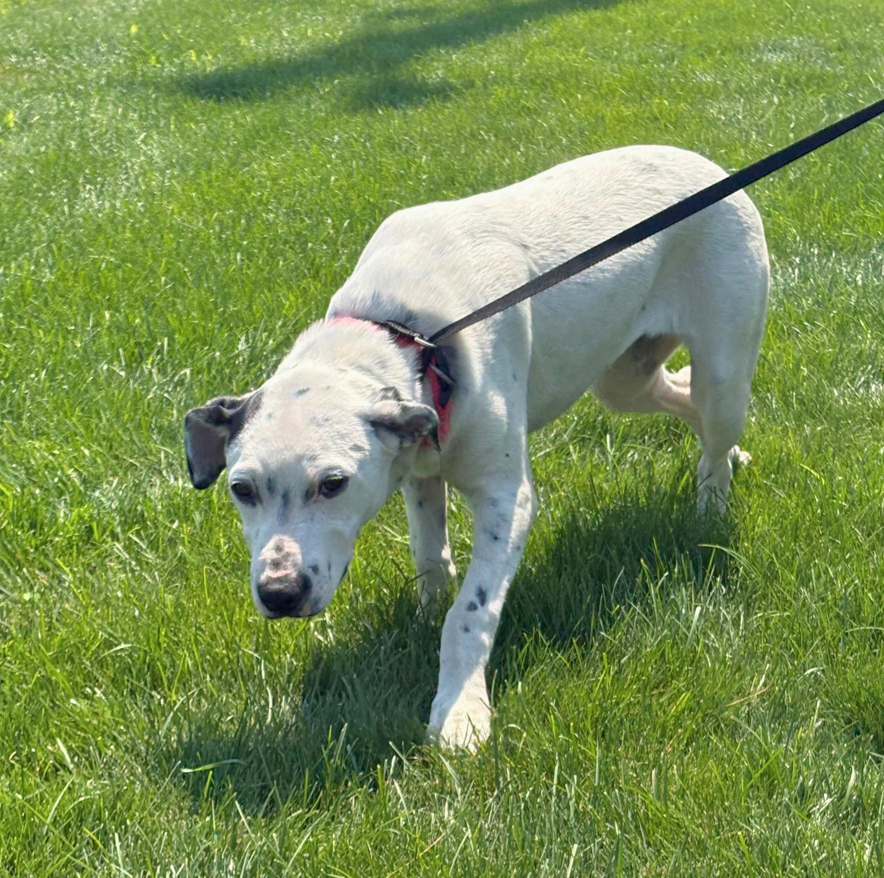 Enlarge Cora, a Adopted mixed breed in Pasco, WA image 2/4