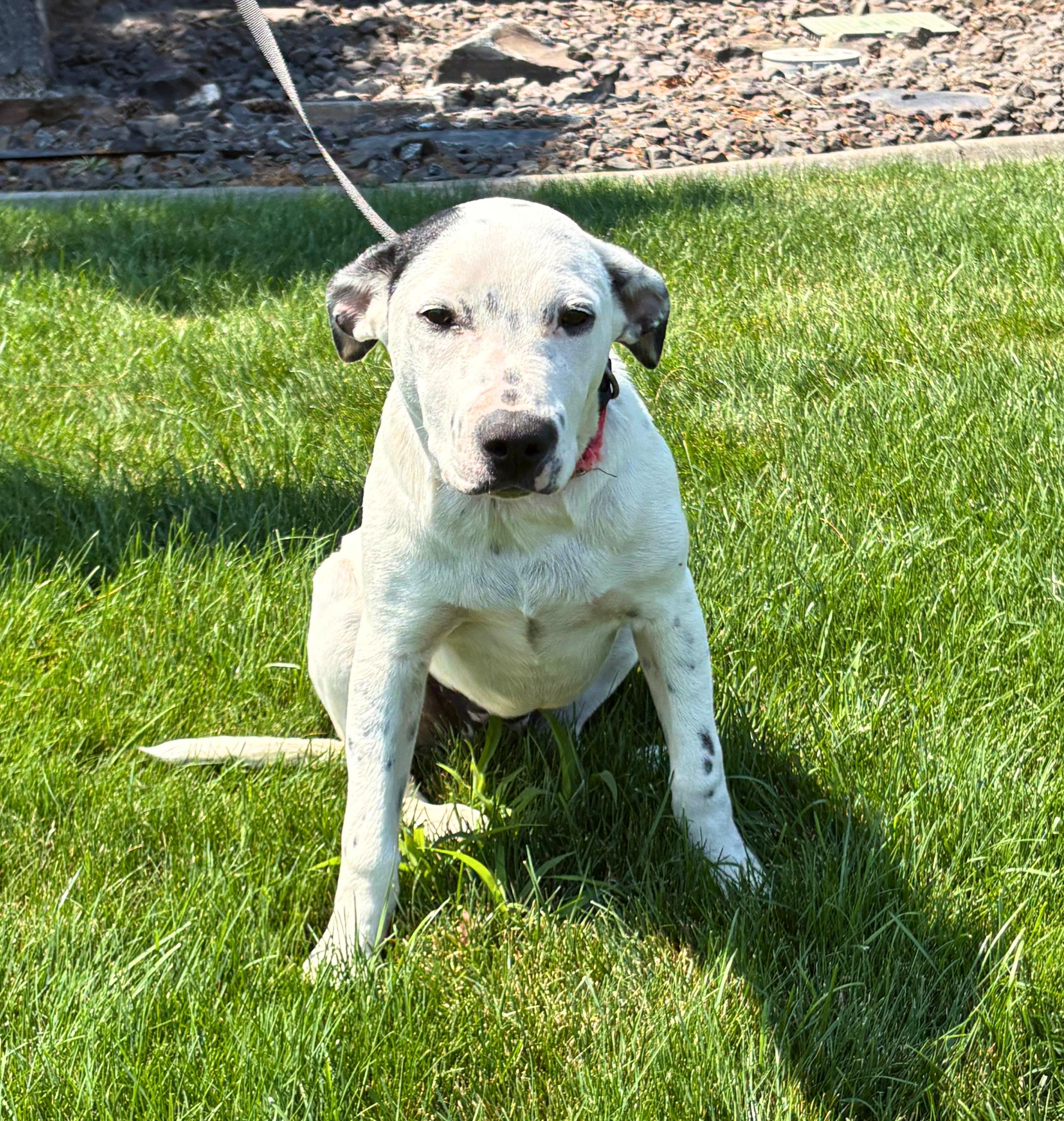 Cora, Adopted, Puppy Female Australian Cattle Dog / Blue Heeler.