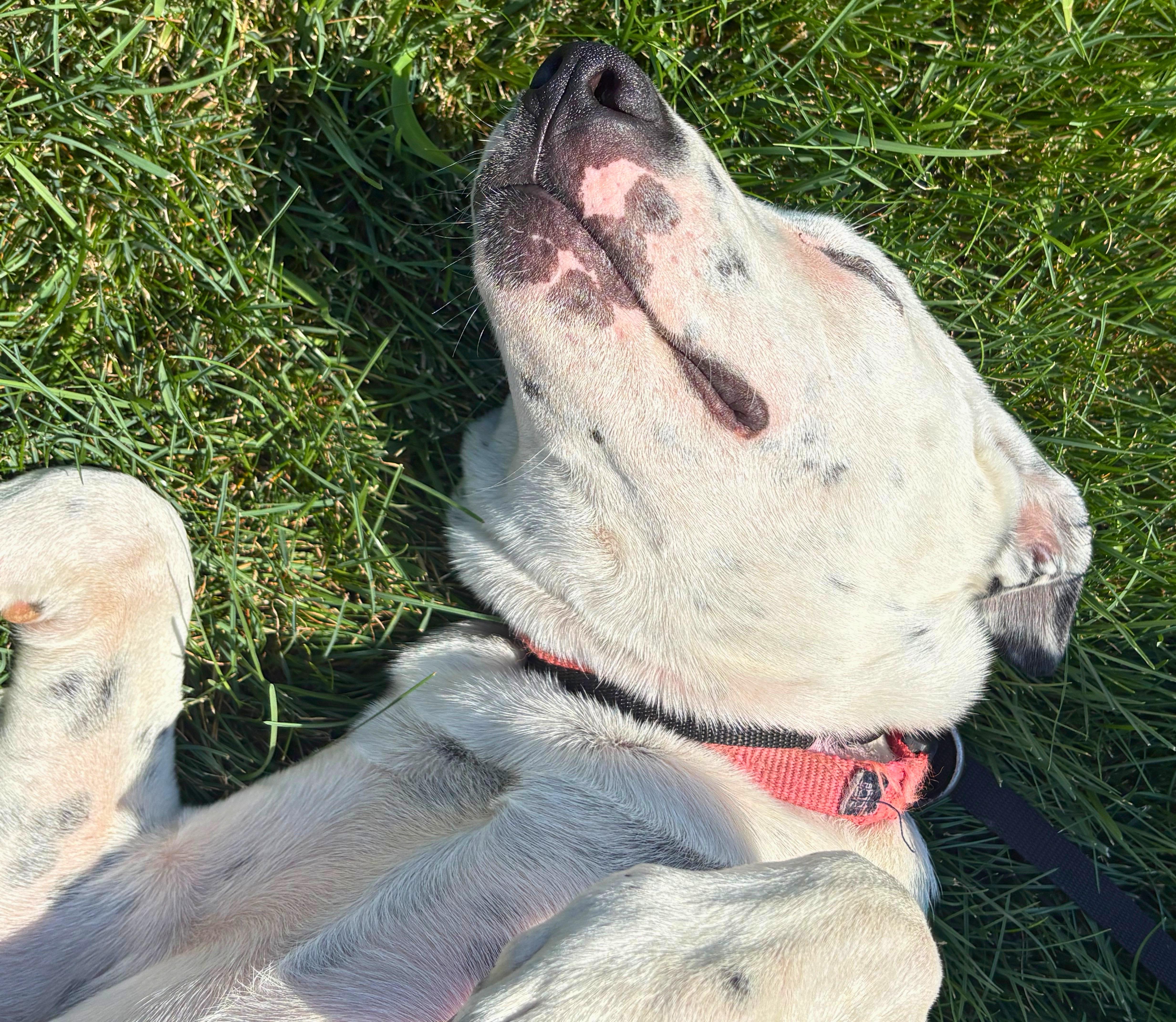 Enlarge Cora, a Adopted mixed breed in Pasco, WA image 4/4