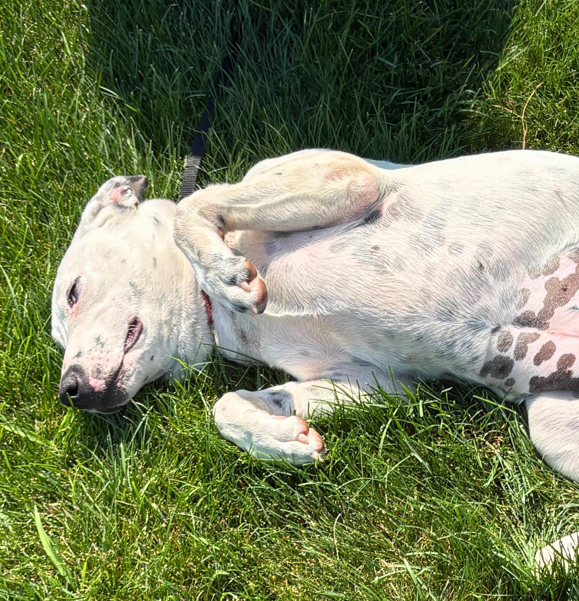 Enlarge Cora, a Adopted mixed breed in Pasco, WA image 3/4