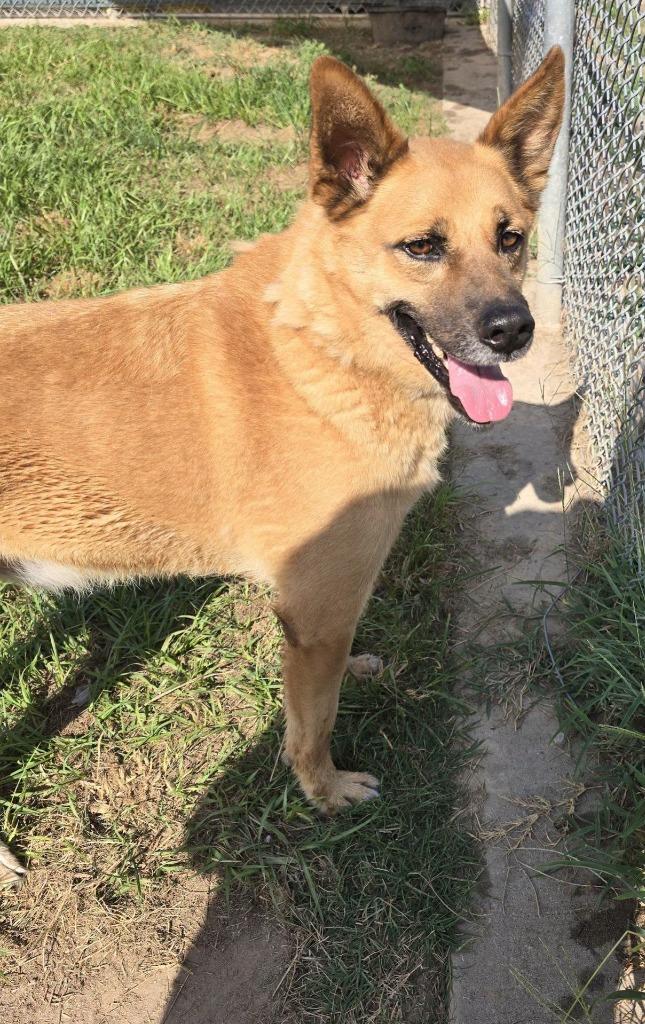 Enlarge Koda, a Adoptable Labrador Retriever in Humble, TX image 1/1