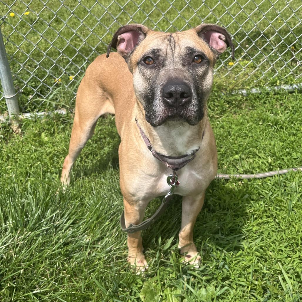 Scout, Adoptable, Adult Male Mixed Breed.