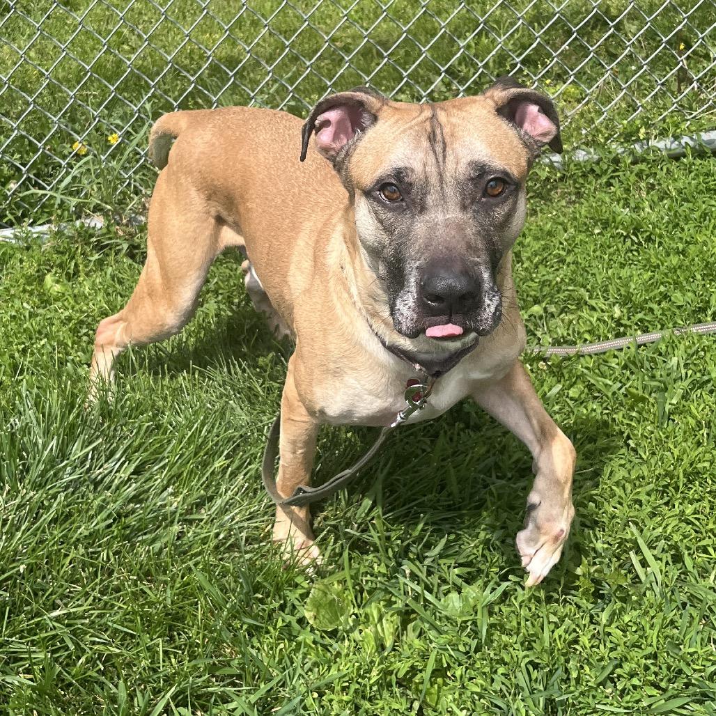 Scout, a Adoptable Mixed Breed in Delaware, OH image 2/6