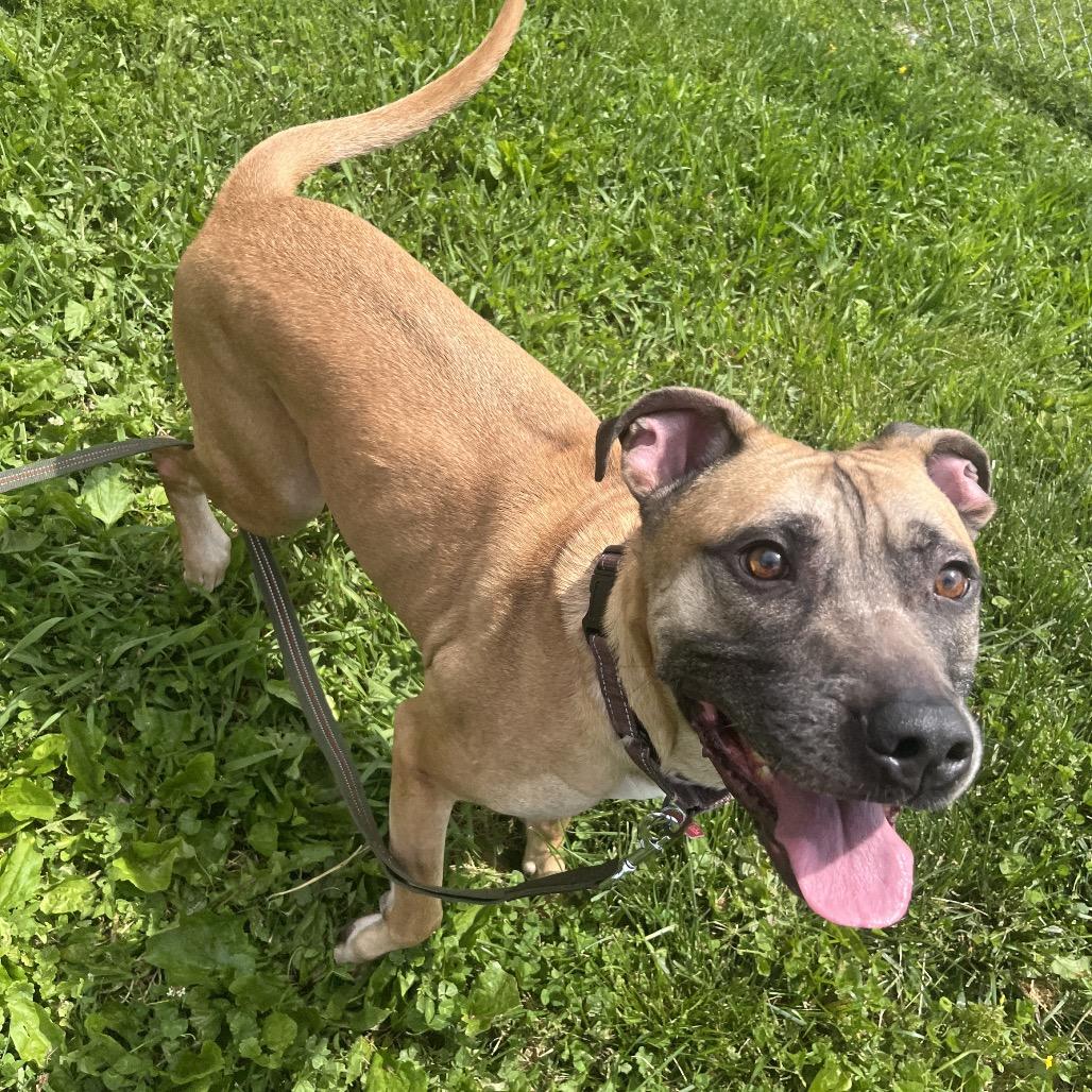 Scout, a Adoptable Mixed Breed in Delaware, OH image 3/6