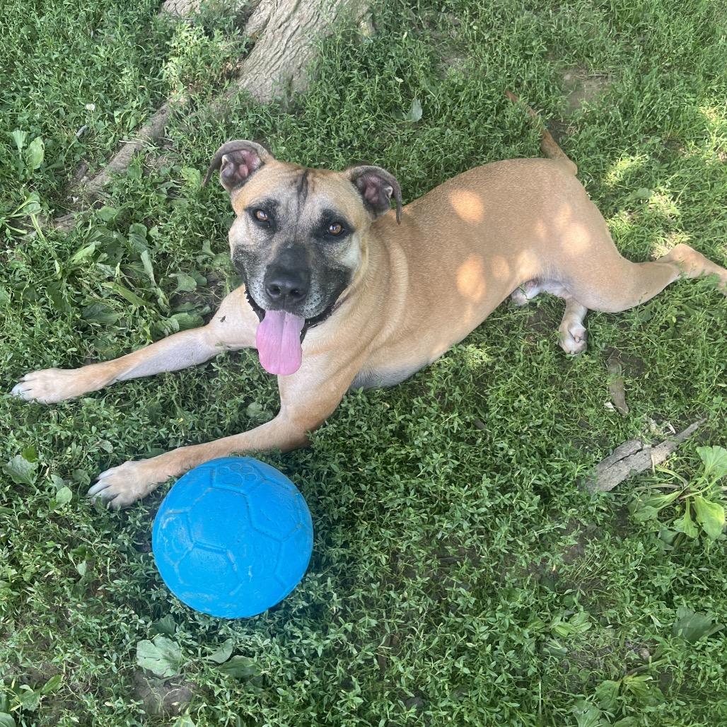 Enlarge Scout, a Adoptable Mixed Breed in Delaware, OH image 4/6