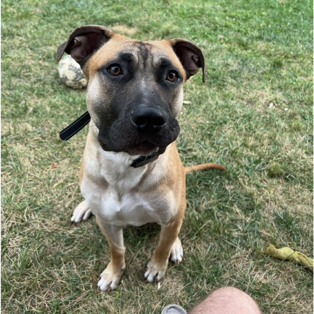 Scout, a Adoptable Mixed Breed in Delaware, OH image 4/6