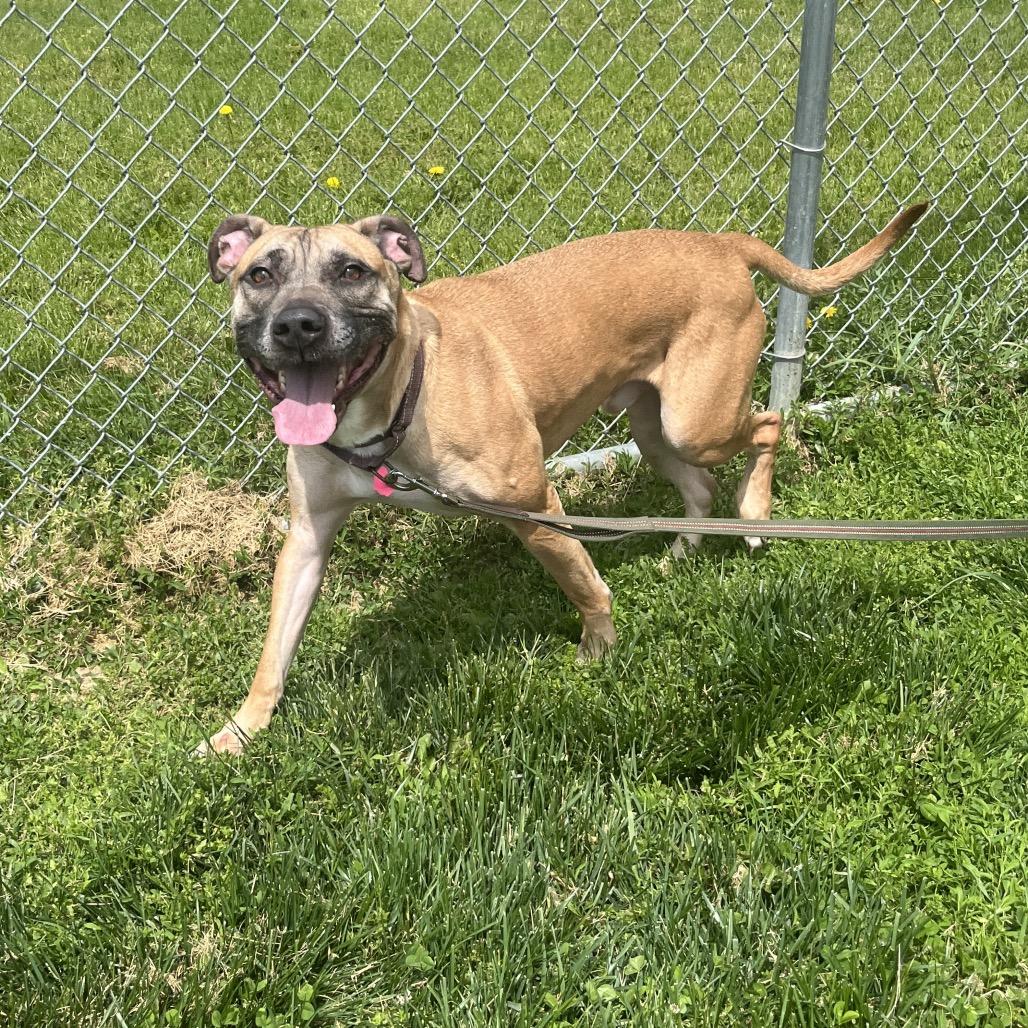 Scout, a Adoptable Mixed Breed in Delaware, OH image 5/6